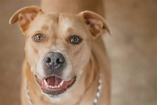 ላብራቡል (Labrador Retriever & American Pitbull Mix): መረጃ፣ ሥዕሎች፣ ባህሪያት & እውነታዎች