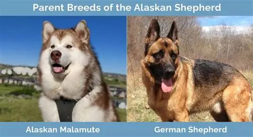 Elternrassen des Alaskan Shepherd