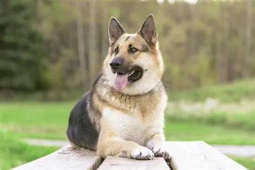 Chien de race mixte berger allemand et malamute d'alaska jouant dans la forêt