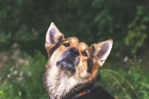 Alaskan Shepherd