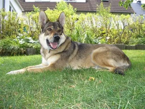 Alaskan Herder (Alaskan Malamute & Duitse Herder Mengsel): Inligting, Prente, Kenmerke & Feite