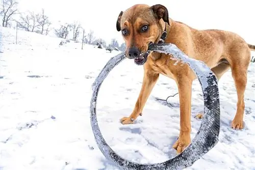 Boxweiler balası