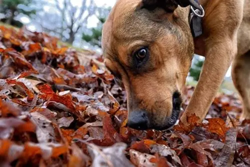 boxweiler