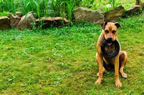 Boxweiler (Rottweiler & Boxer Mix): Informacije, Slike, Karakteristike & Činjenice