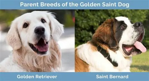 Padres Razas del Golden Saint Dog