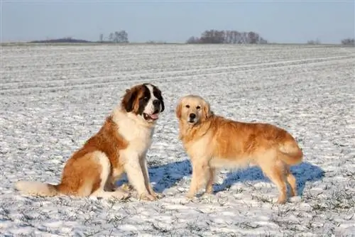 Anjing Golden Saint (Golden Retriever & Saint Bernard Mix): Info, Gambar, Ciri-ciri & Fakta