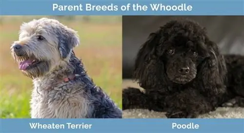 Parents Breeds of the Whoodle