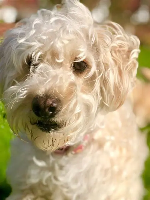 Whoodle puppy