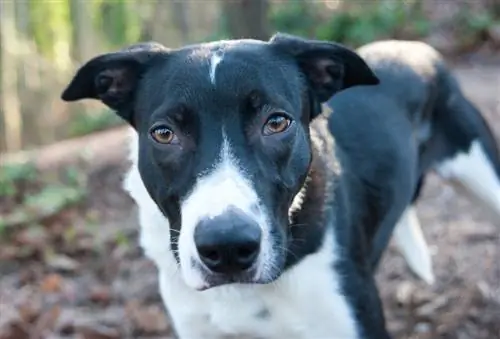 mélange de berger australien bull terrier