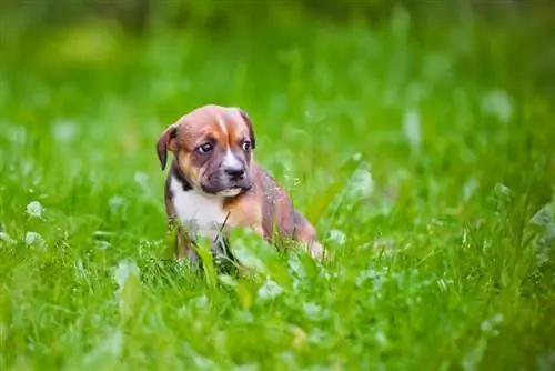 Australian shepherd bull terrier puppy_otsphoto_Shutterstock