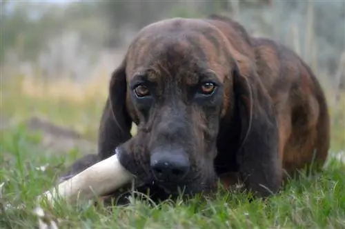 plott hound mâchant un os