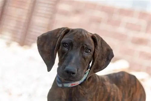 anak anjing plott hound