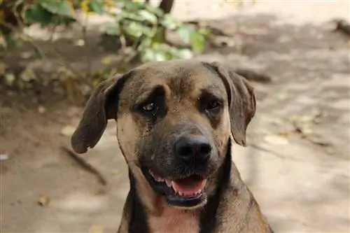 plott hound