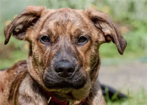 brindled plot hound