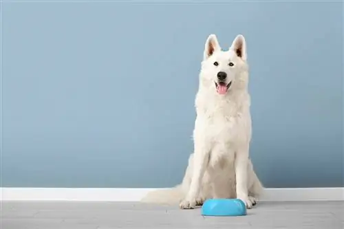 cane bianco e ciotola dell'acqua