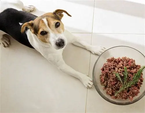 ¿Pueden los perros comer carne cruda? Riesgos revisados por veterinarios & Beneficios