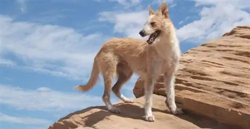 Podenco portugués