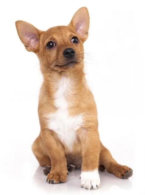 Cachorro de podenco portugués