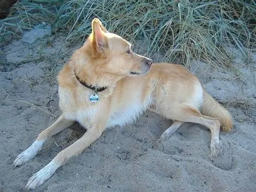 Podengo portugais sur le sable