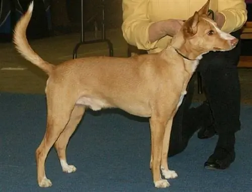 Podengo portugais dans une exposition canine