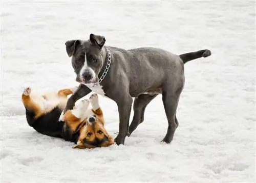 corgi ve pitbull