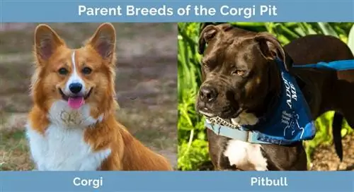 Corgi Pit'in Ebeveyn Irkları