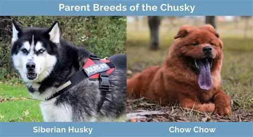 Ouders Rassen van de Chusky