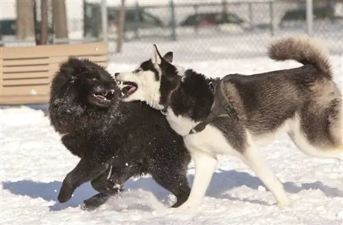 Husky en Chow Chow