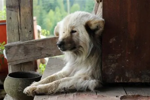 Chusky (Siberian Husky & Chow Chow Mix): Impormasyon, Mga Larawan, Mga Katangian & Mga Katotohanan