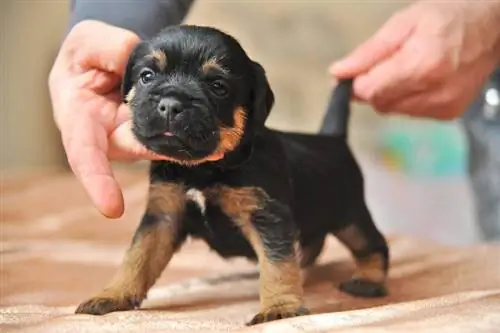 cachorrinho Jagdterrier