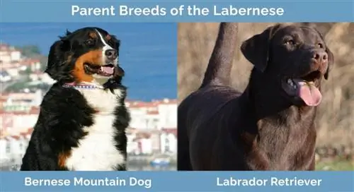 سلالات الوالدين من Labernese