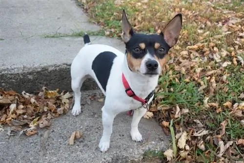 Anjing Teddy Roosevelt Rat Terrier