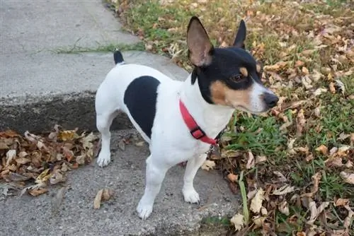 Vonku Teddy Roosevelt Terrier