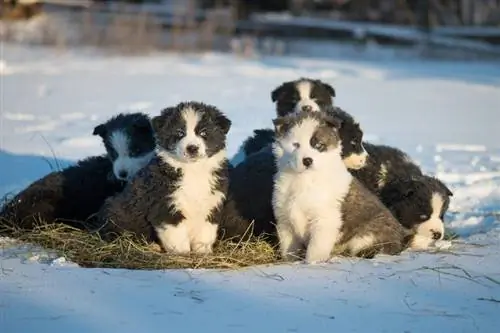 Yakutiske laika-hvalpe sidder på høet