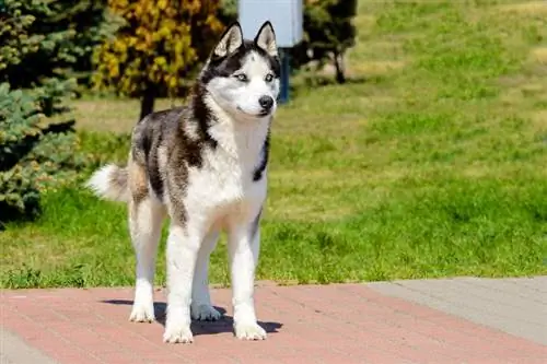 De Yakutiaanse Laika is in het park.