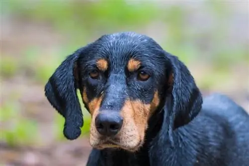 Hound Transilvanian race të pastër_Mircea Costina_shutterstock