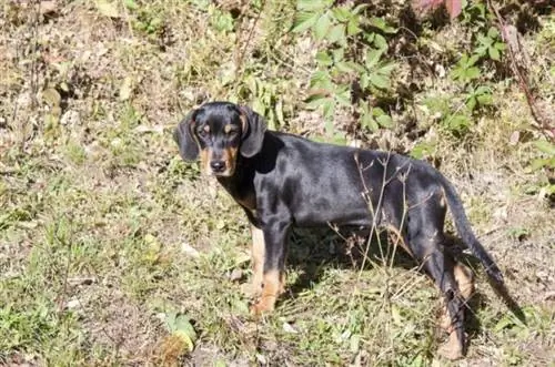 Hound Transilvanian i racës së pastër_Mircea Costina_shutterstock 3