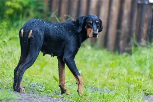 Hound Transilvanian i racës së pastër_Mircea Costina_shutterstock 2