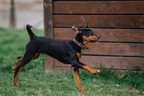 Anjing anjing Transylvanian baka tulen_Mircea Costina_shutterstock 4