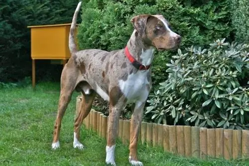 Chien Léopard Catahoula : Infos, Photos, Caractéristiques & Faits