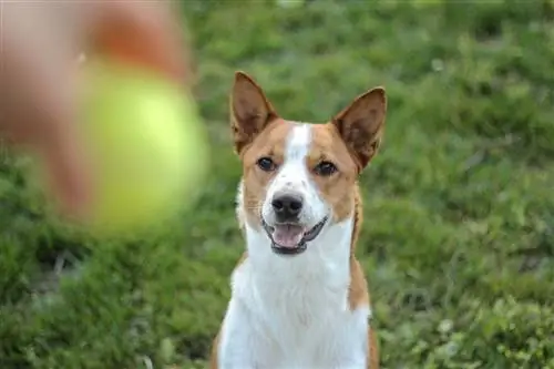 basenji nhìn vào quả bóng