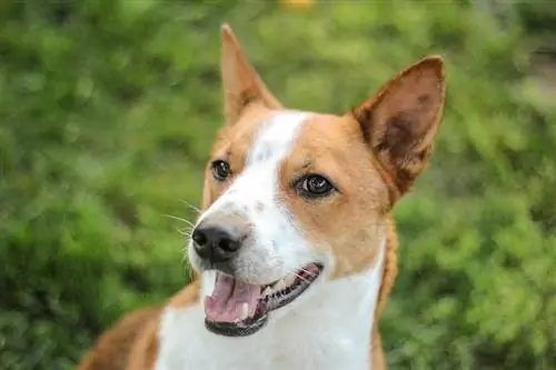 Basenji: Info, bilder, egenskaper & Fakta