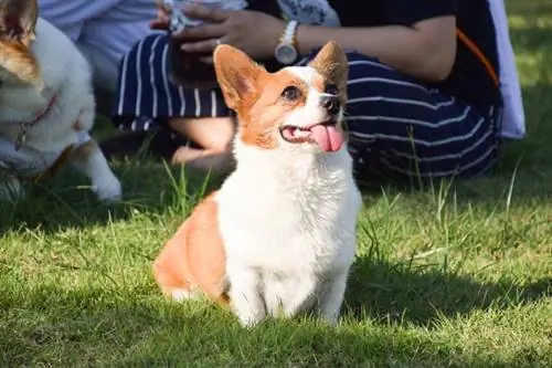 μείγμα corgi chihuahua