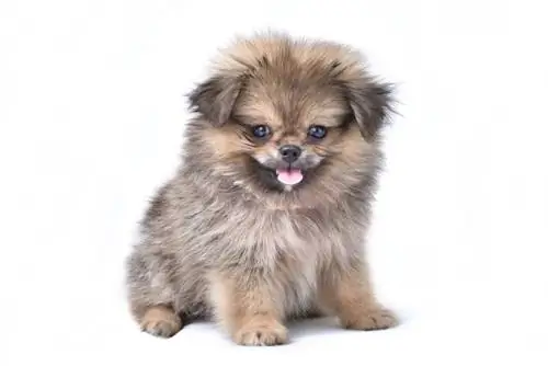 Cachorro Peke-A-Pom