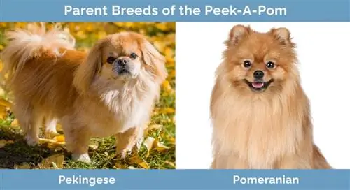 Races parentales du Peek-A-Pom