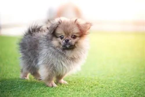 Peek-A-Pom (Pomeranian & Pekingese Mix): Bilgi, Resimler, Özellikler & Gerçekler