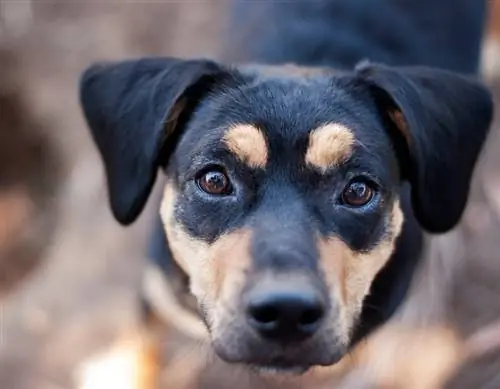 Meagle (Miniatuur Pinscher & Beagle Mix): inligting, prente, kenmerke & Feite