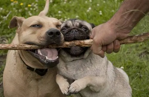 American Pit and Pug