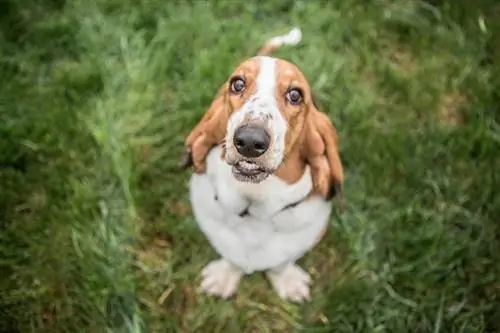 Basset Shepherd (Basset Hound & German Shepherd Mix)