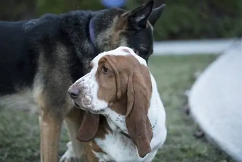 Basset Hound và German Shepherd